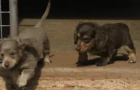 Isabella & Cream Male, a male Miniature Dachshund for sale in Lawton, OK – 2 of 3
