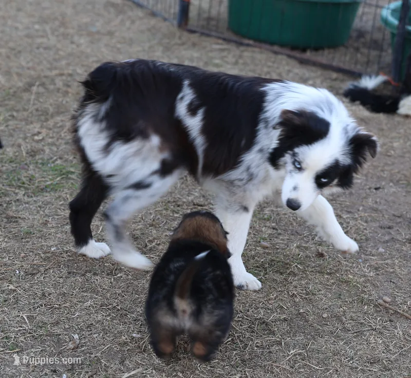 Taylor - Blue Merle Male
