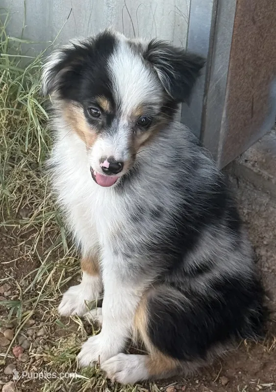 Tiny Tot - Blue Merle Male – Toy Australian Shepherd puppy for sale in Lawton, OK