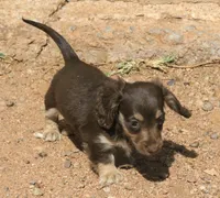 Chloe - Chocolate & Cream , a female Miniature Dachshund for sale in Lawton, OK – 3 of 3