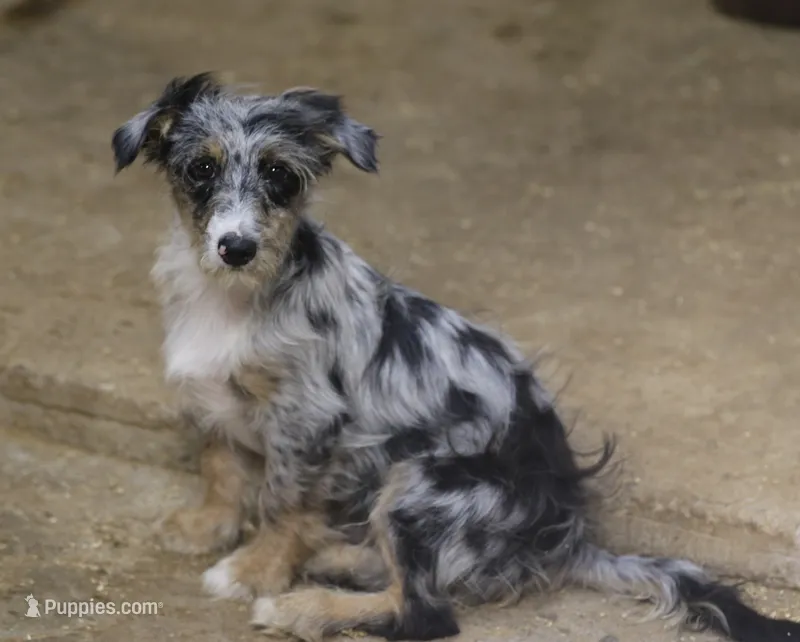 Blair - Blue Merle Male 2 – Miniature Australian Shepherd, Miniature Bernedoodle puppy for sale in Lawton, OK