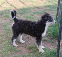 Briley -  Black Tri Female 1, a female Miniature Aussiedoodle for sale in Lawton, OK – 7 of 9