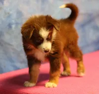 Reddy, a female Miniature Australian Shepherd for sale in Lawton, OK – 3 of 8