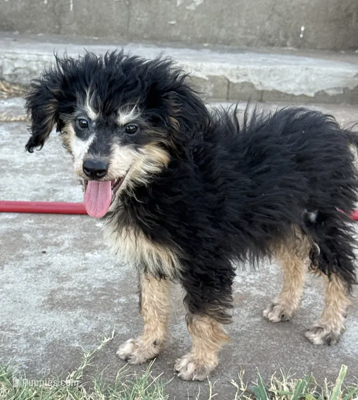 Freckles - Black Phantom Male 1 – Miniature Aussiedoodle puppy for sale in Lawton, OK