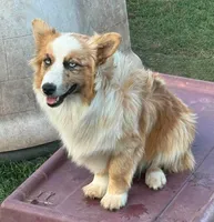 Dally - Red Merle Male, a male Pembroke Welsh Corgi and Miniature Australian Shepherd for sale in Lawton, OK – 6 of 10