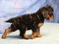Freckles - Black Phantom Male 2, a male Miniature Aussiedoodle for sale in Lawton, OK – 10 of 10