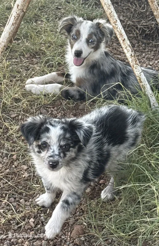 Tiny Tot - Blue Merle Female – Toy Australian Shepherd puppy for sale in Lawton, OK