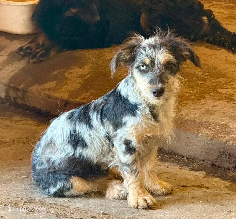 Blair - Blue Merle Female – Miniature Australian Shepherd, Miniature Bernedoodle puppy for sale in Lawton, OK