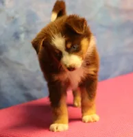 Reddy, a female Miniature Australian Shepherd for sale in Lawton, OK – 2 of 8
