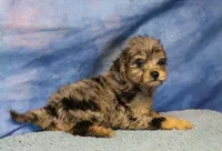 Freckles - Blue Merle Male 2, a male Miniature Aussiedoodle for sale in Lawton, OK – 6 of 8