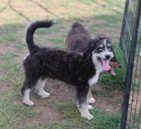 Briley -  Black Tri Female 1, a female Miniature Aussiedoodle for sale in Lawton, OK – 6 of 9