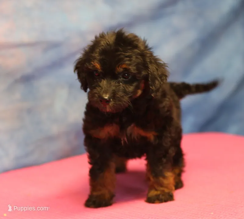 Freckles - Black Phantom Female – Miniature Aussiedoodle puppy for sale in Lawton, OK
