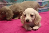 Daisy - Cream Female, a female Miniature Dachshund for sale in Lawton, OK – 2 of 10
