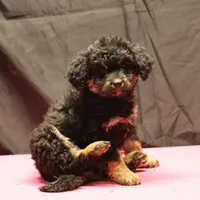 Smudge - Black Tri Female 2, a female Miniature Aussiedoodle for sale in Lawton, OK – Photo 2 of 7