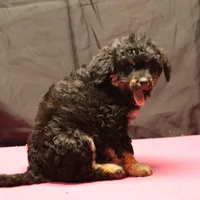 Smudge - Black Tri Female 2, a female Miniature Aussiedoodle for sale in Lawton, OK – Photo 5 of 7