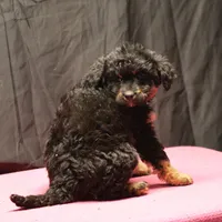 Smudge - Black Tri Female 2, a female Miniature Aussiedoodle for sale in Lawton, OK – Photo 3 of 7