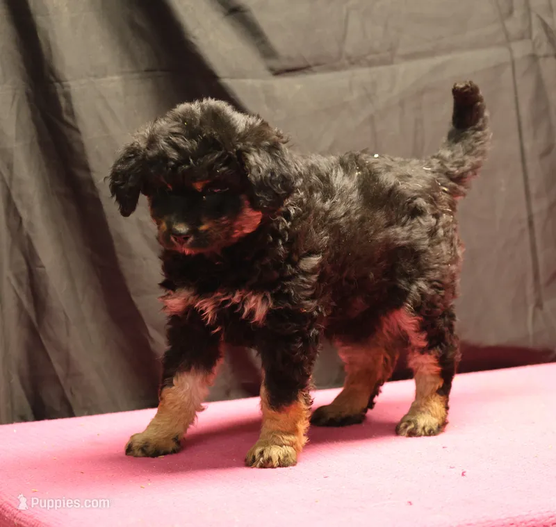 Smudge - Black Tri Female 2