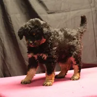 Smudge - Black Tri Female 2, a female Miniature Aussiedoodle for sale in Lawton, OK – Photo 1 of 7