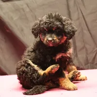 Smudge - Black Tri Female 2, a female Miniature Aussiedoodle for sale in Lawton, OK – Photo 6 of 7