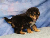 Freckles - Black Phantom Male 1, a male Miniature Aussiedoodle for sale in Lawton, OK – 8 of 10