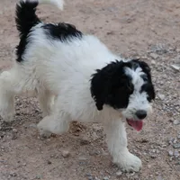 Zoe - Black Parti Female, a female Bernedoodle for sale in Lawton, OK – Photo 8 of 8