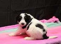 Zoe - Black Parti Female, a female Bernedoodle for sale in Lawton, OK – Photo 1 of 8