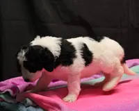 Zoe - Black Parti Female, a female Bernedoodle for sale in Lawton, OK – Photo 3 of 8