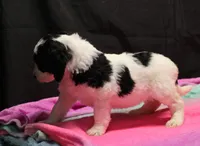 Zoe - Black Parti Female, a female Bernedoodle for sale in Lawton, OK – Photo 6 of 8