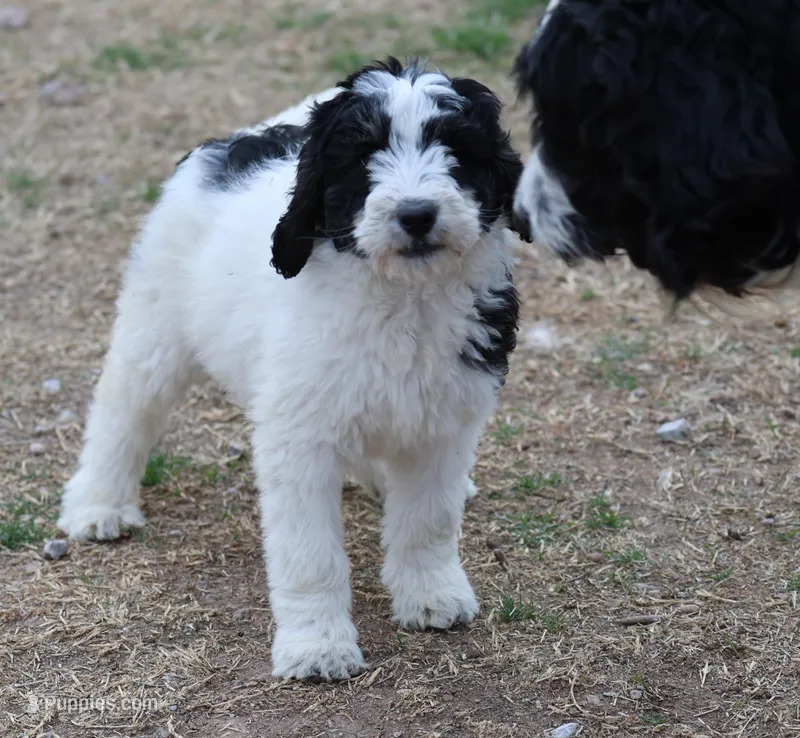 Zoe - Black Parti Female – Bernedoodle puppy for sale in Lawton, OK