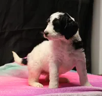 Zoe - Black Parti Female, a female Bernedoodle for sale in Lawton, OK – Photo 2 of 8