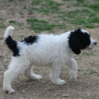 Zoe - Black Parti Female, a female Bernedoodle for sale in Lawton, OK – Photo 7 of 8