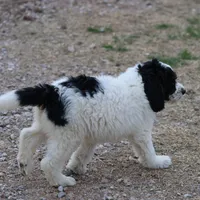 Zoe - Black Parti Female, a female Bernedoodle for sale in Lawton, OK – Photo 6 of 8