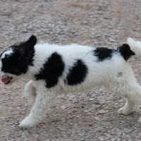 Zoe - Black Parti Female, a female Bernedoodle for sale in Lawton, OK – Photo 3 of 8