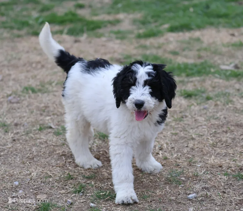 Zoe - Black Parti Female