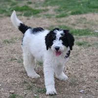 Zoe - Black Parti Female, a female Bernedoodle for sale in Lawton, OK – Photo 1 of 8