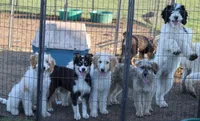 Zoe - Black Parti Female, a female Bernedoodle for sale in Lawton, OK – 2 of 9