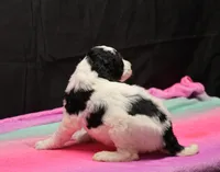 Zoe - Black Parti Female, a female Bernedoodle for sale in Lawton, OK – Photo 8 of 8