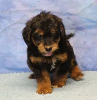 Freckles - Black Phantom Male 2, a male Miniature Aussiedoodle for sale in Lawton, OK – 4 of 10