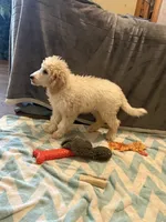 CT - Cream Parti Female, a female Goldendoodle for sale in Lawton, OK – 3 of 10