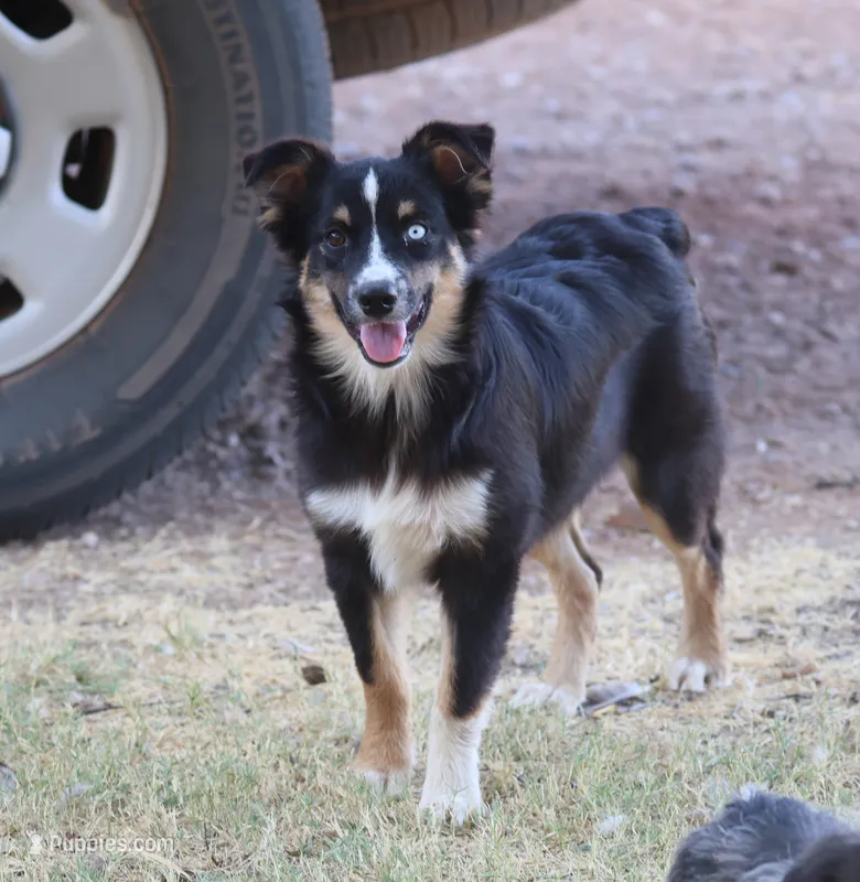 Oakley - Black Tri Female – Miniature Australian Shepherd puppy for sale in Lawton, OK