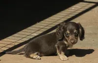 Chloe - Chocolate & Cream , a female Miniature Dachshund for sale in Lawton, OK – 2 of 3