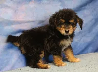 Freckles - Black Phantom Male 1, a male Miniature Aussiedoodle for sale in Lawton, OK – 9 of 10