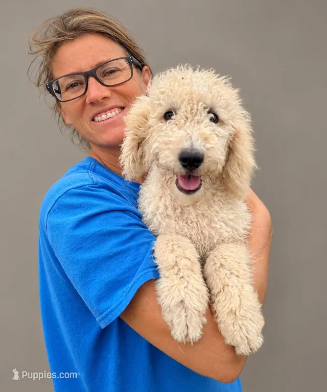 CT - Cream Female – Goldendoodle puppy for sale in Lawton, OK