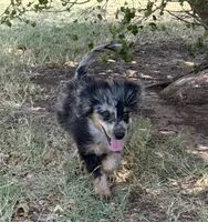 Freckles - Blue Merle Male 1, a male Miniature Aussiedoodle for sale in Lawton, OK – 6 of 10