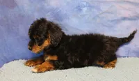 Freckles - Black Phantom Male 2, a male Miniature Aussiedoodle for sale in Lawton, OK – 6 of 10