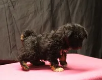 processed/36180fa9-48bf-43b5-bd6c-12d254bd4cc7/listing/509393b4-3d43-4014-a27a-5c0a00fb855c/50065332-bf56-4bf8-9e47-a438105243f7