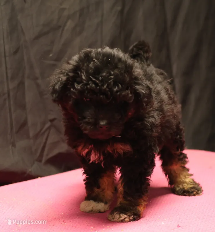 Smudge - Black Tri Female 3