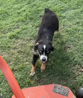 Penny - BET Black Tri Male 2, a male Miniature Australian Shepherd for sale in Lawton, OK – 2 of 10