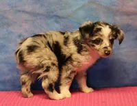 Tiny Tot - Blue Merle Female, a female Toy Australian Shepherd for sale in Lawton, OK – 5 of 8