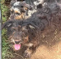 Blair - Black Tri Female, a female Miniature Australian Shepherd and Miniature Bernedoodle for sale in Lawton, OK – 1 of 1